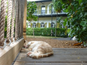 Hemingway's Six-Toed Cat