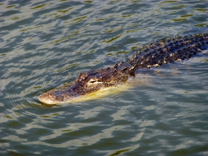 An Alligator at Everglades
